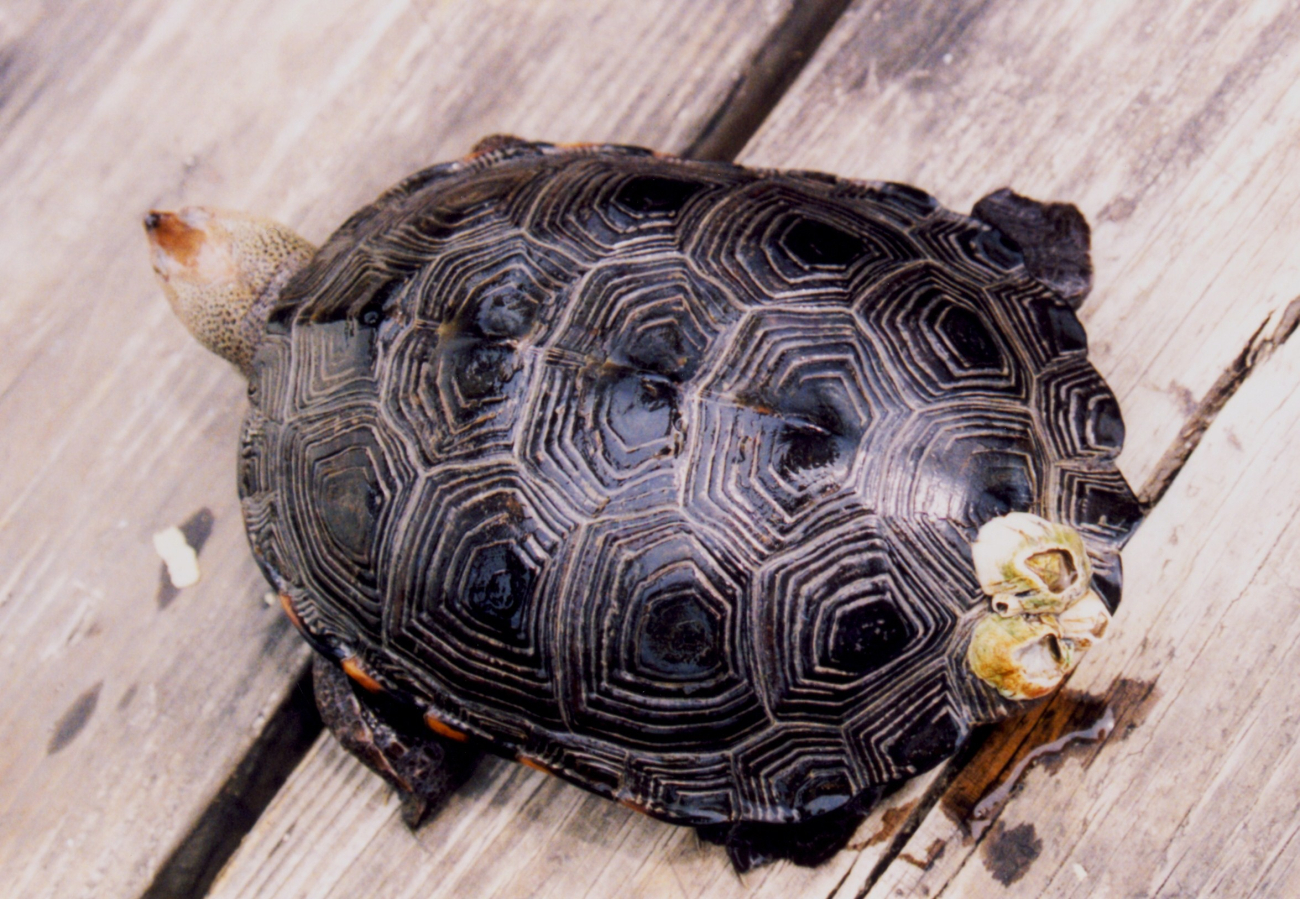Commensalism - barnacles on terrapin (Image credit: Mary Hollinger) Commensalism - barnacles on terrapin