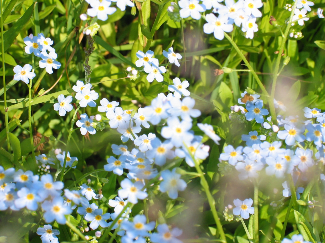 A sampling of beautiful blue and yellow wildflowers