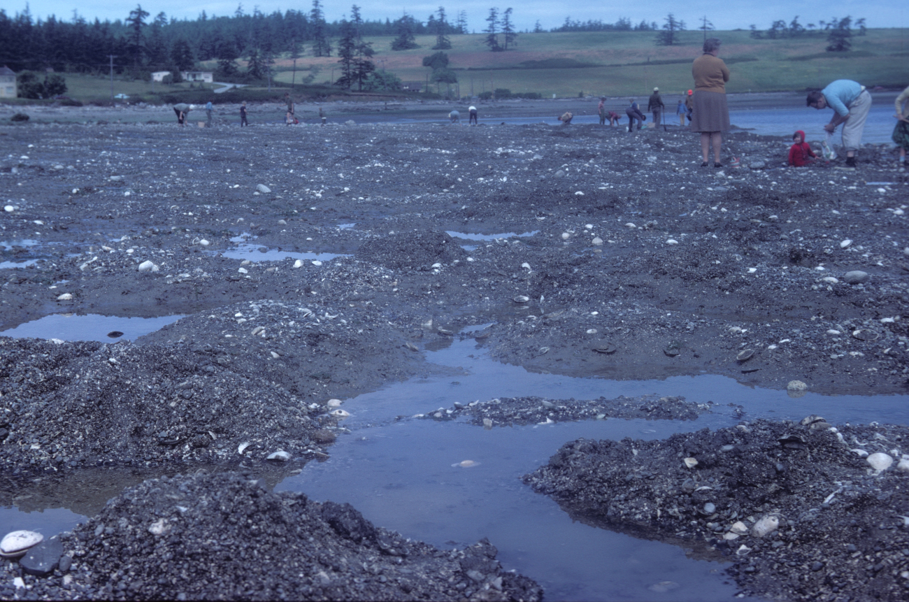 Digging for clams at low tide (Image credit: NOAA Central Library Historical Collections) Digging for clams at low tide