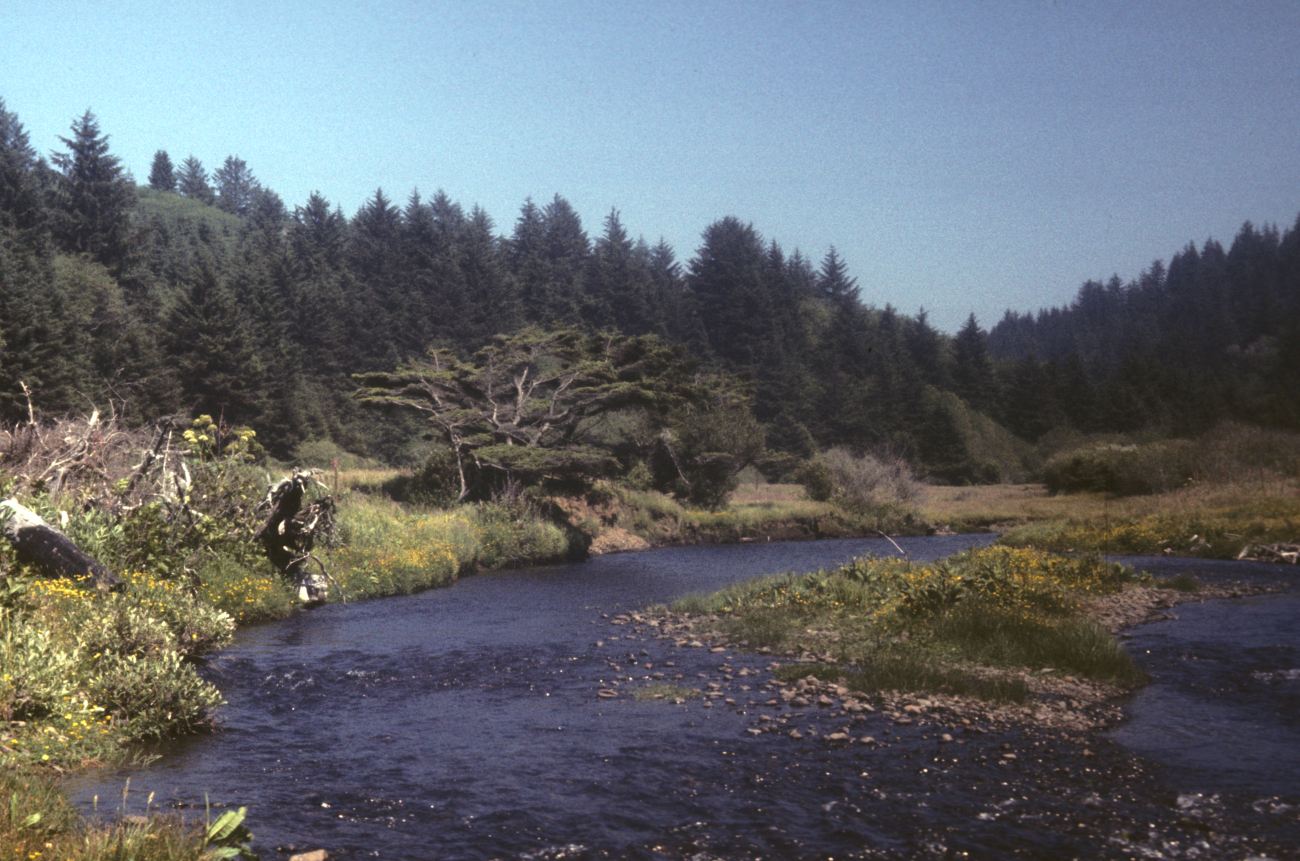 A beautiful stream valley on the Northwest coast