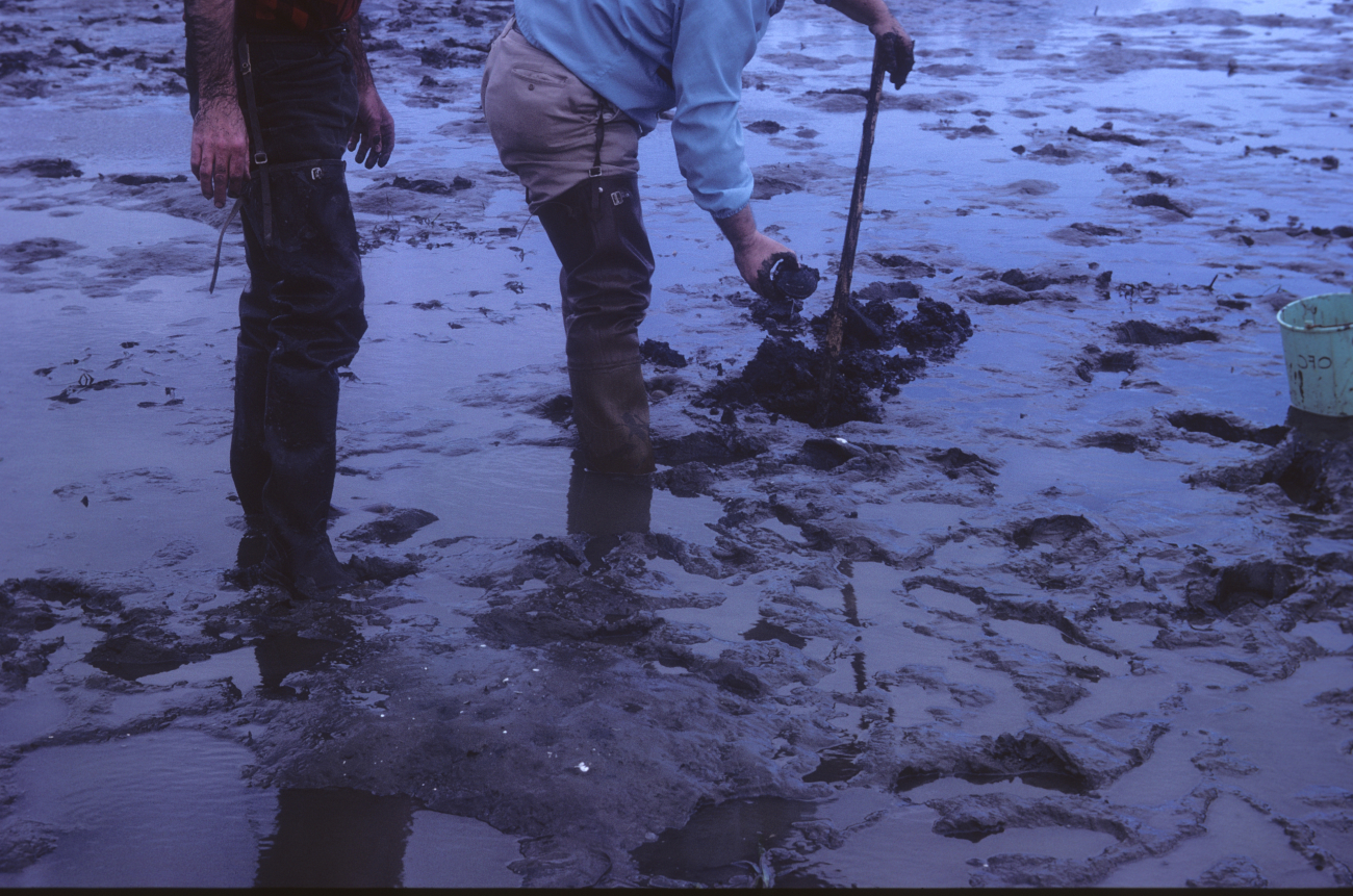 Digging for geoduck clams (Image credit: NOAA Central Library Historical Collections) Digging for geoduck clams