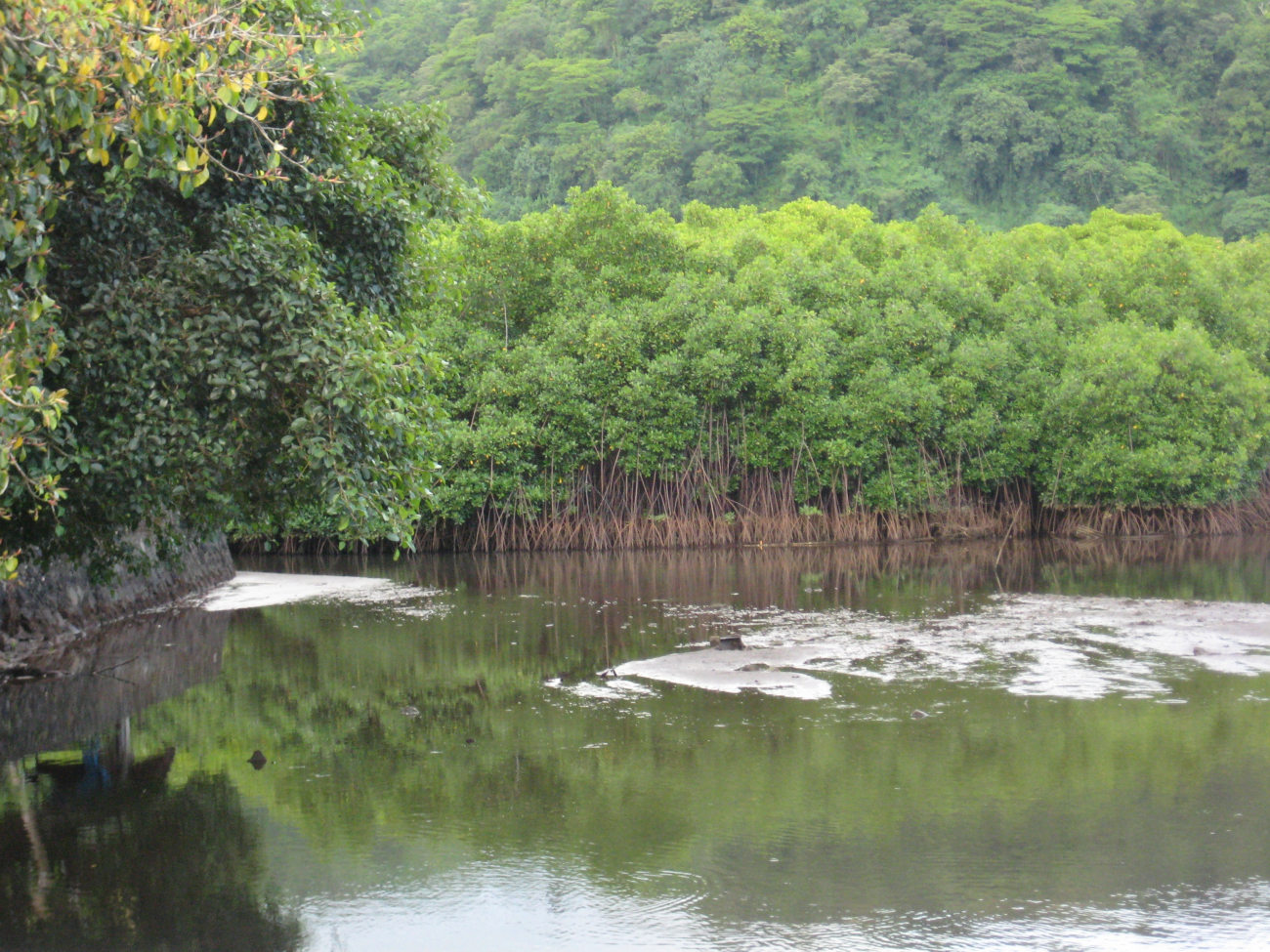 A stand of mangroves on the western coast (Image credit: Dr. Matt Kendall) A stand of mangroves on the western coast