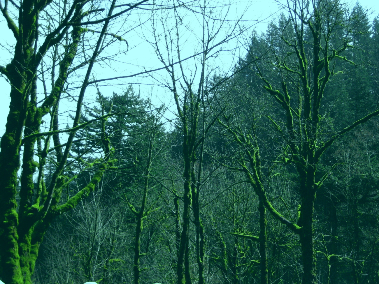 Mossy trees near Multnomah Falls (Image credit: Michael Theberge) Mossy trees near Multnomah Falls