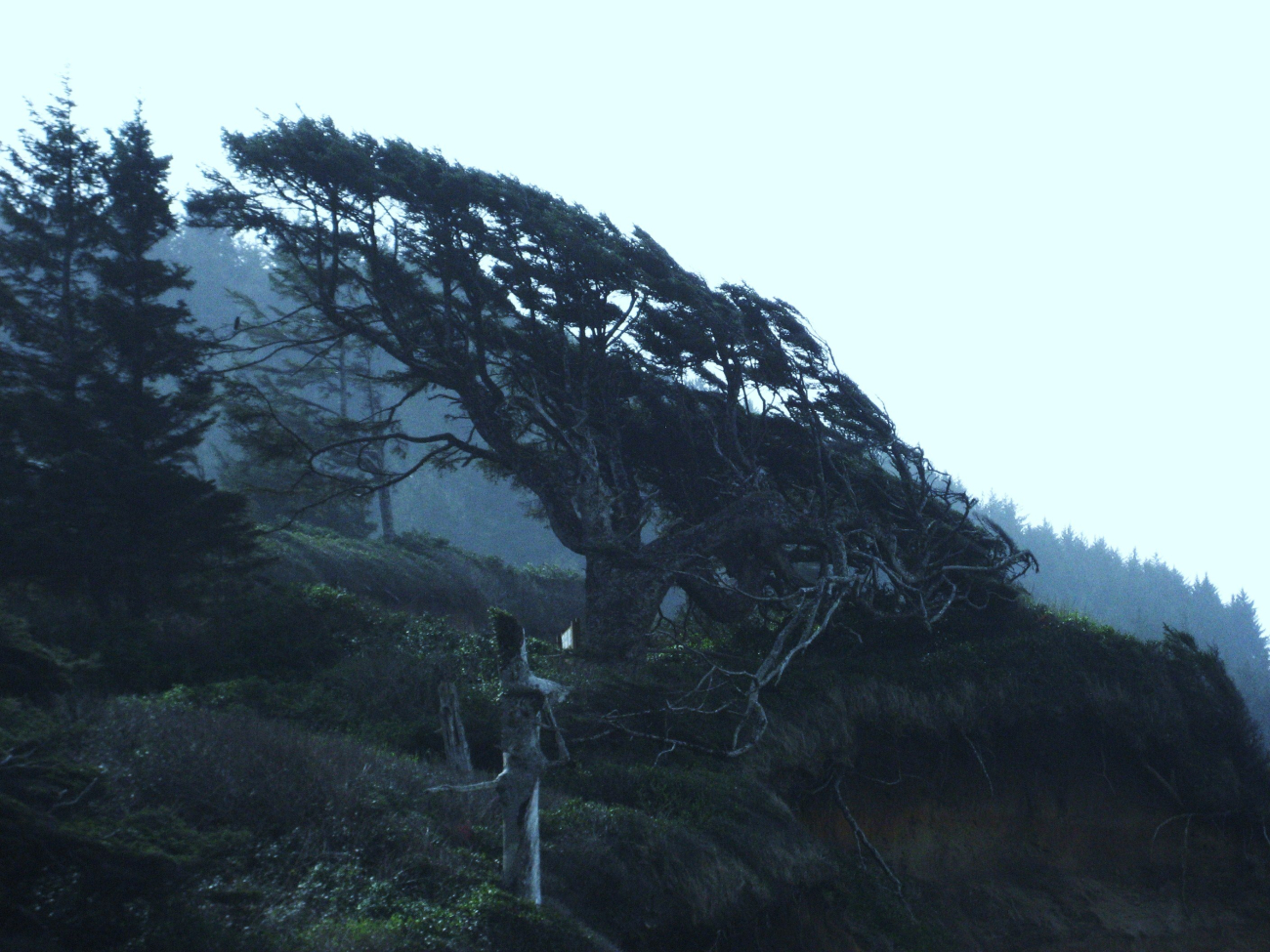 Wind-sculpted tree seemingly frozen in direction of prevailing onshore winds (Image credit: Michael Theberge) Wind-sculpted tree seemingly frozen in direction of prevailing onshore winds