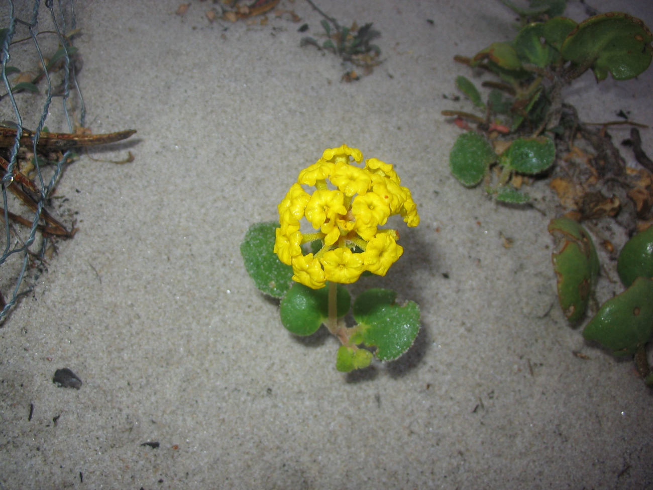 Menzies wallflower (Image credit: Dr. Dwayne Meadows) Menzies wallflower