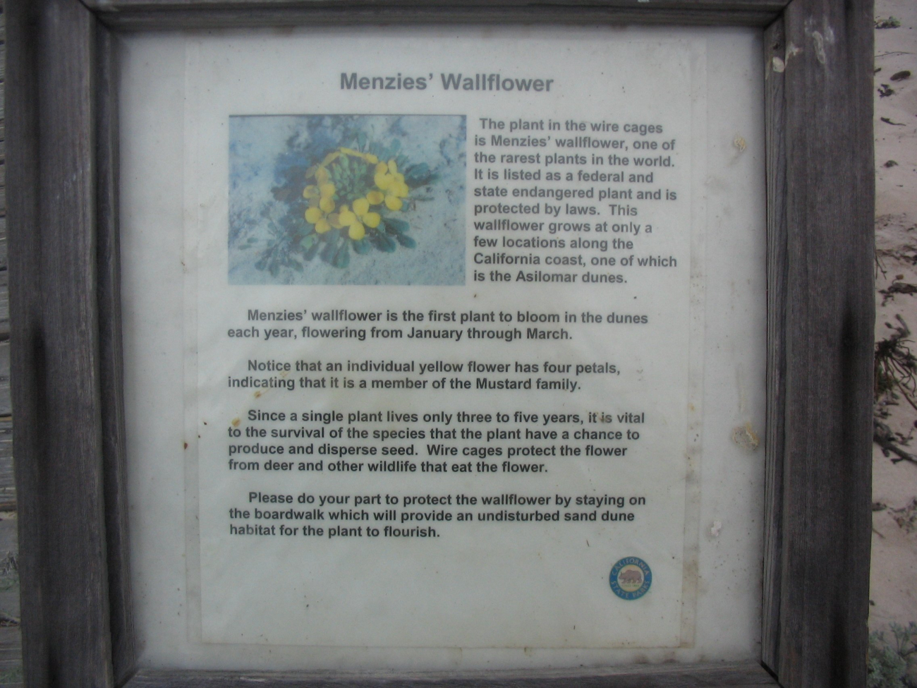 Menzies wallflower (Image credit: Dr. Dwayne Meadows) Menzies wallflower