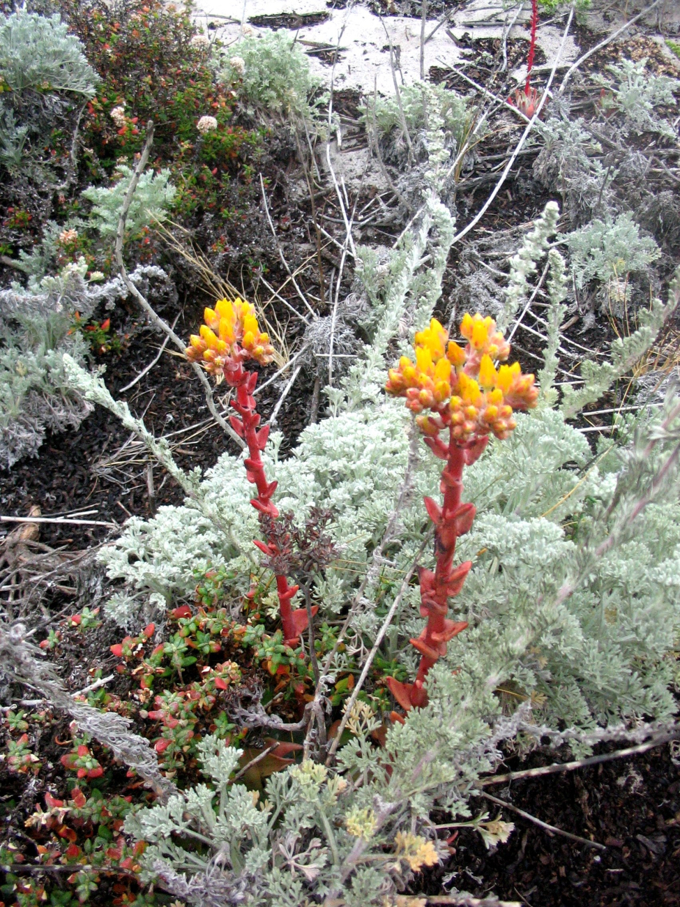 Stonecrop (Sedum sp (Image credit: Dr. Dwayne Meadows) Stonecrop (Sedum sp
