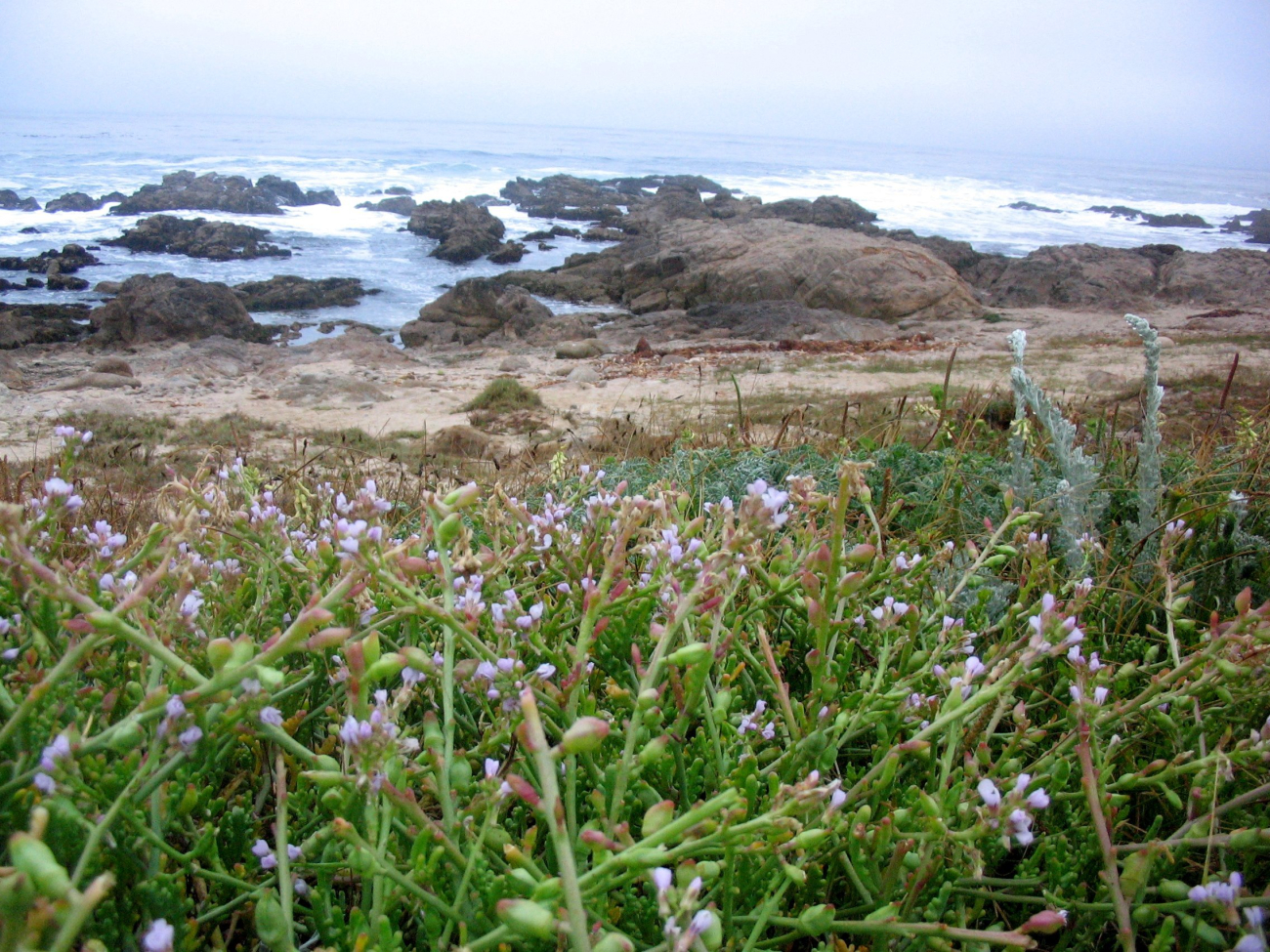Unidentified lavendar flowers with rocky shore and ocean in the background (Image credit: Dr. Dwayne Meadows) Unidentified lavendar flowers with rocky shore and ocean in the background
