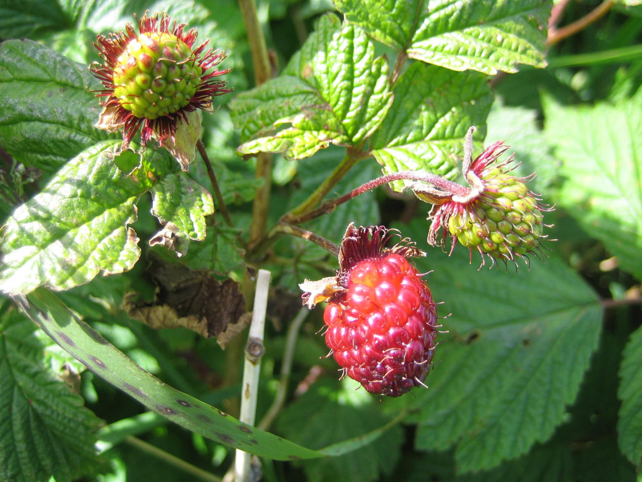 Salmonberry (Rubus spectabilis), an edible berry that is common in southernAlaska (Image credit: Ensign Patricia Raymond) Salmonberry (Rubus spectabilis), an edible berry that is common in southernAlaska