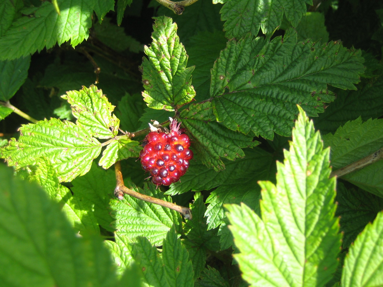 Salmonberry (Rubus spectabilis), an edible berry that is common in southernAlaska (Image credit: Ensign Patricia Raymond) Salmonberry (Rubus spectabilis), an edible berry that is common in southernAlaska