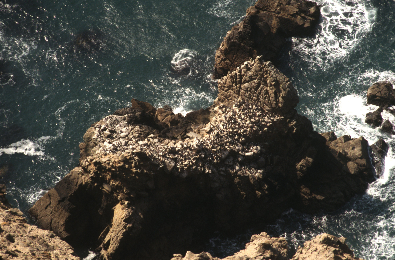 Boulder Rock area (Image credit: Common Murre Restoration Project, USFWS) Boulder Rock area