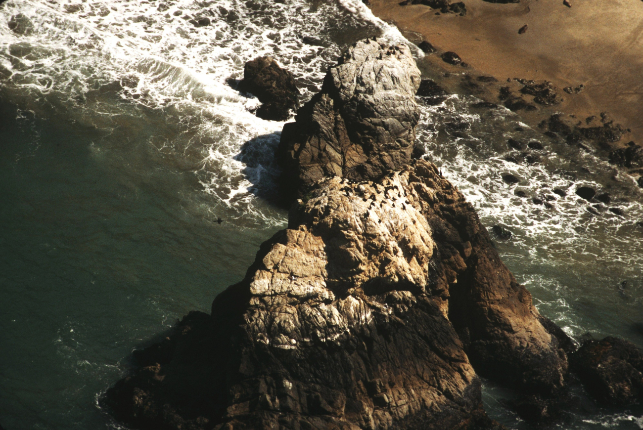 Northwest Rock (Image credit: Common Murre Restoration Project, USFWS) Northwest Rock