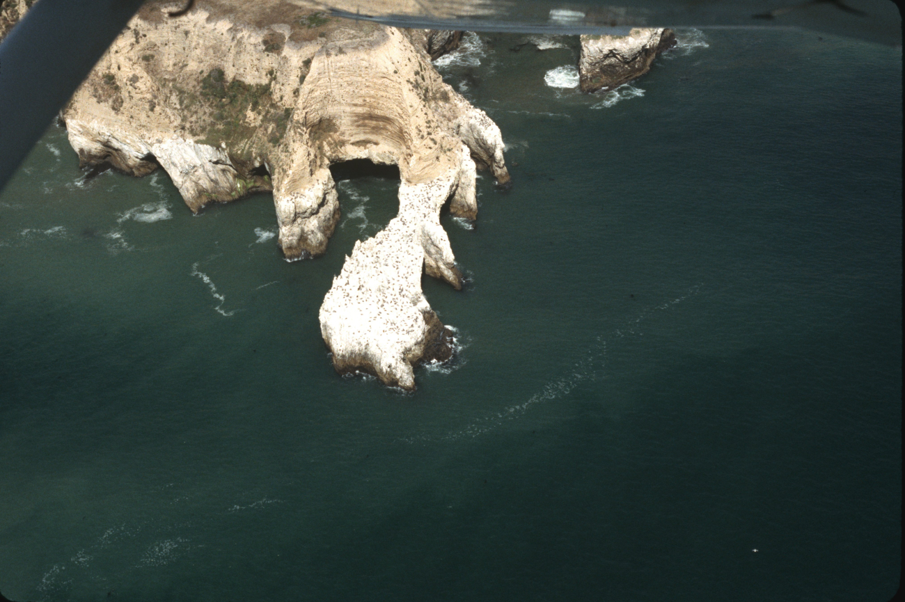 The bizarrely wave-sculpted headland at Point Resistance (or maybe not-so-resistant (Image credit: Common Murre Restoration Project, USFWS) The bizarrely wave-sculpted headland at Point Resistance (or maybe not-so-resistant