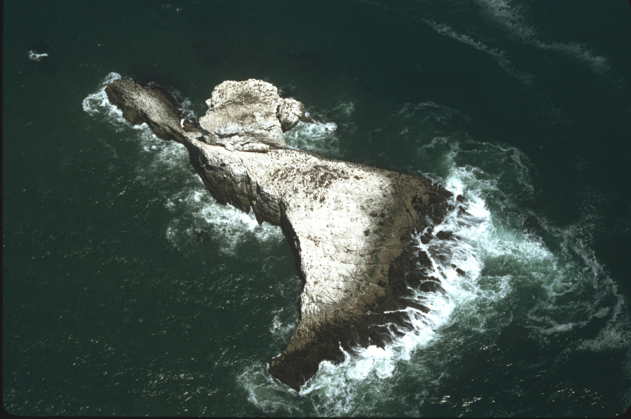 Double Point north rock (Image credit: Common Murre Restoration Project, USFWS) Double Point north rock