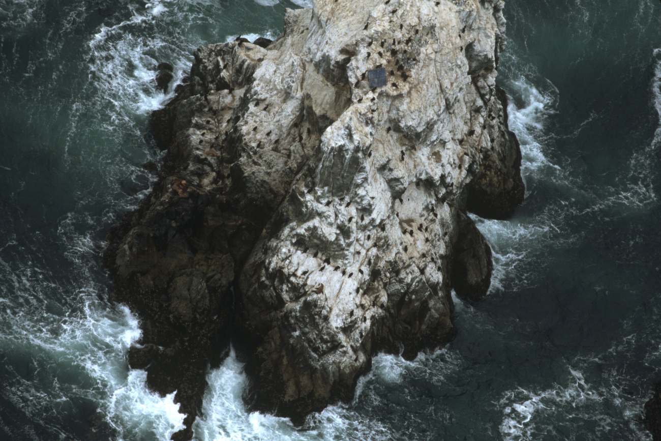 Devil's Slide Rock (Image credit: Common Murre Restoration Project, USFWS) Devil's Slide Rock