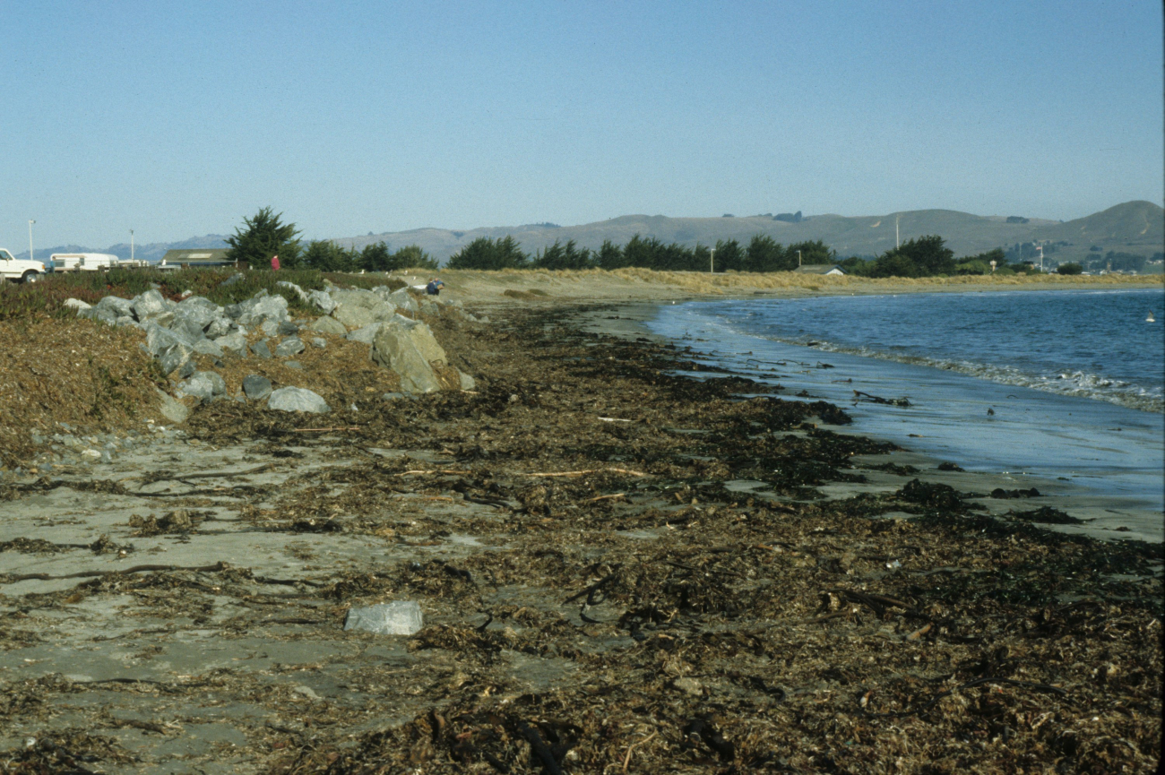 Doran Beach (Image credit: Beach Watch, NOAA, Farallones Marine Sanctuary Association) Doran Beach