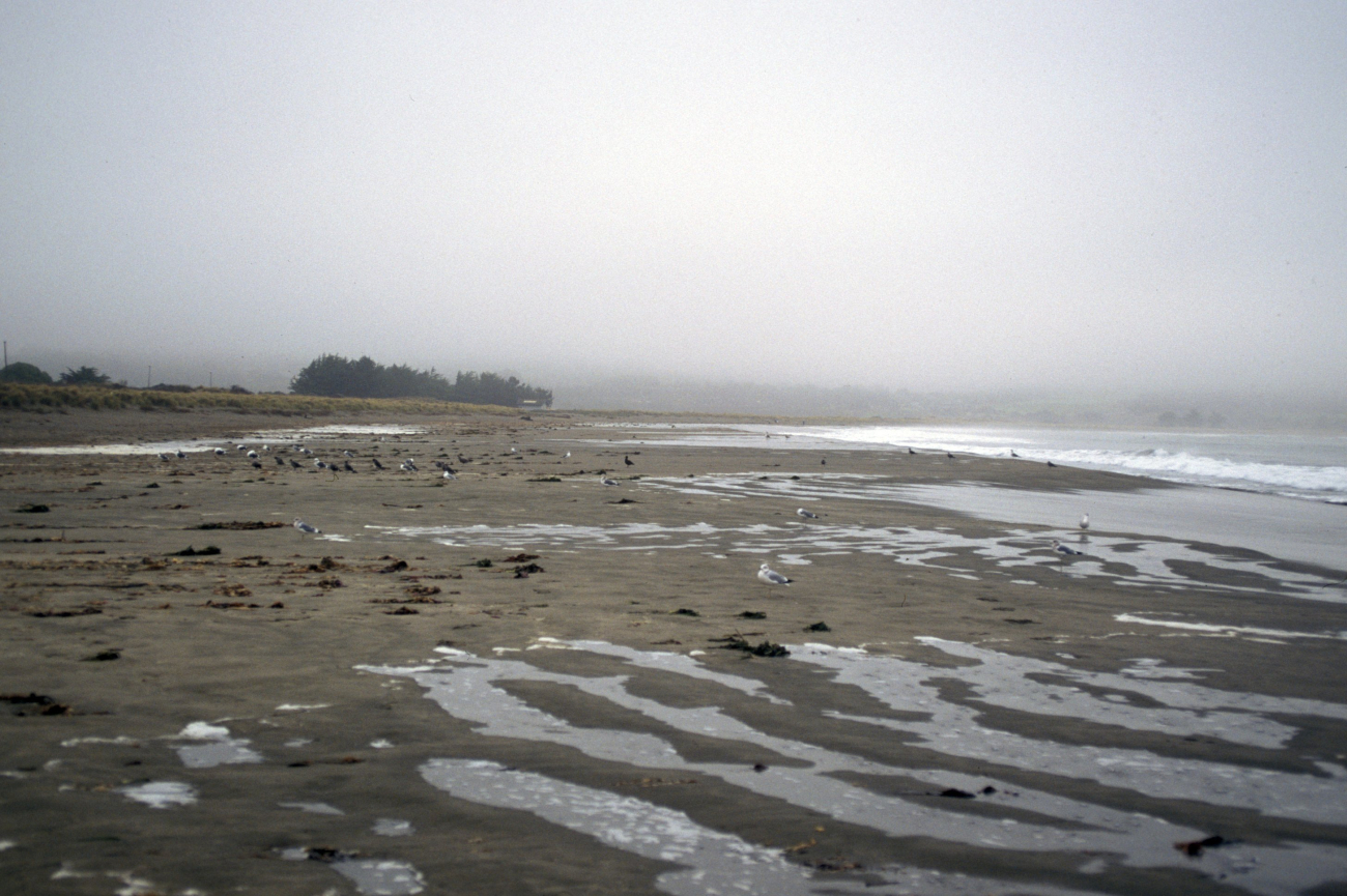 Doran Beach (Image credit: Beach Watch, NOAA, Farallones Marine Sanctuary Association) Doran Beach