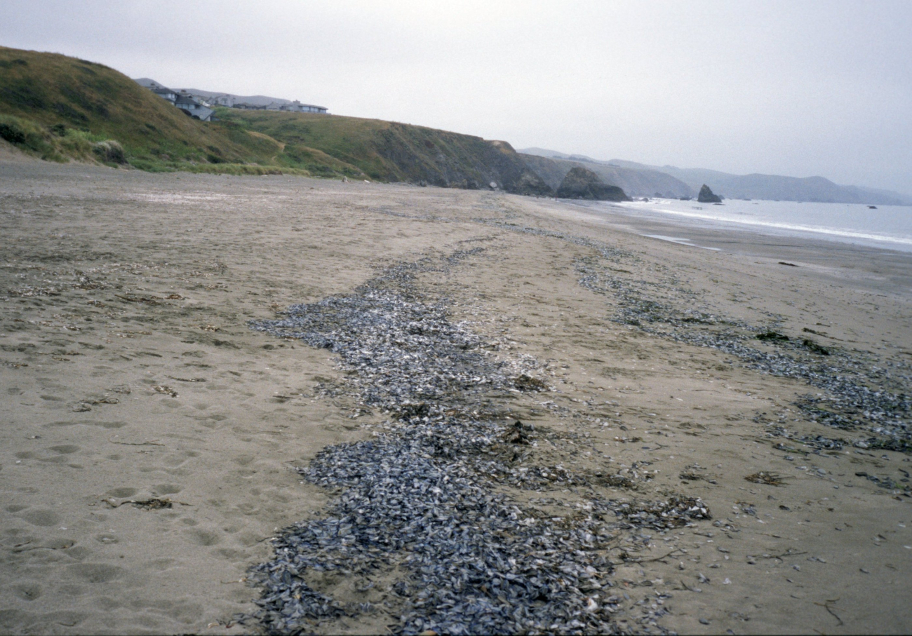 Doran Beach (Image credit: Beach Watch, NOAA, Farallones Marine Sanctuary Association) Doran Beach