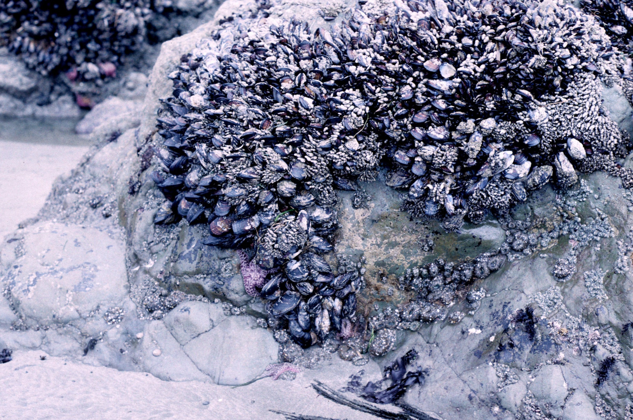 Doran Beach (Image credit: Beach Watch, NOAA, Farallones Marine Sanctuary Association) Doran Beach