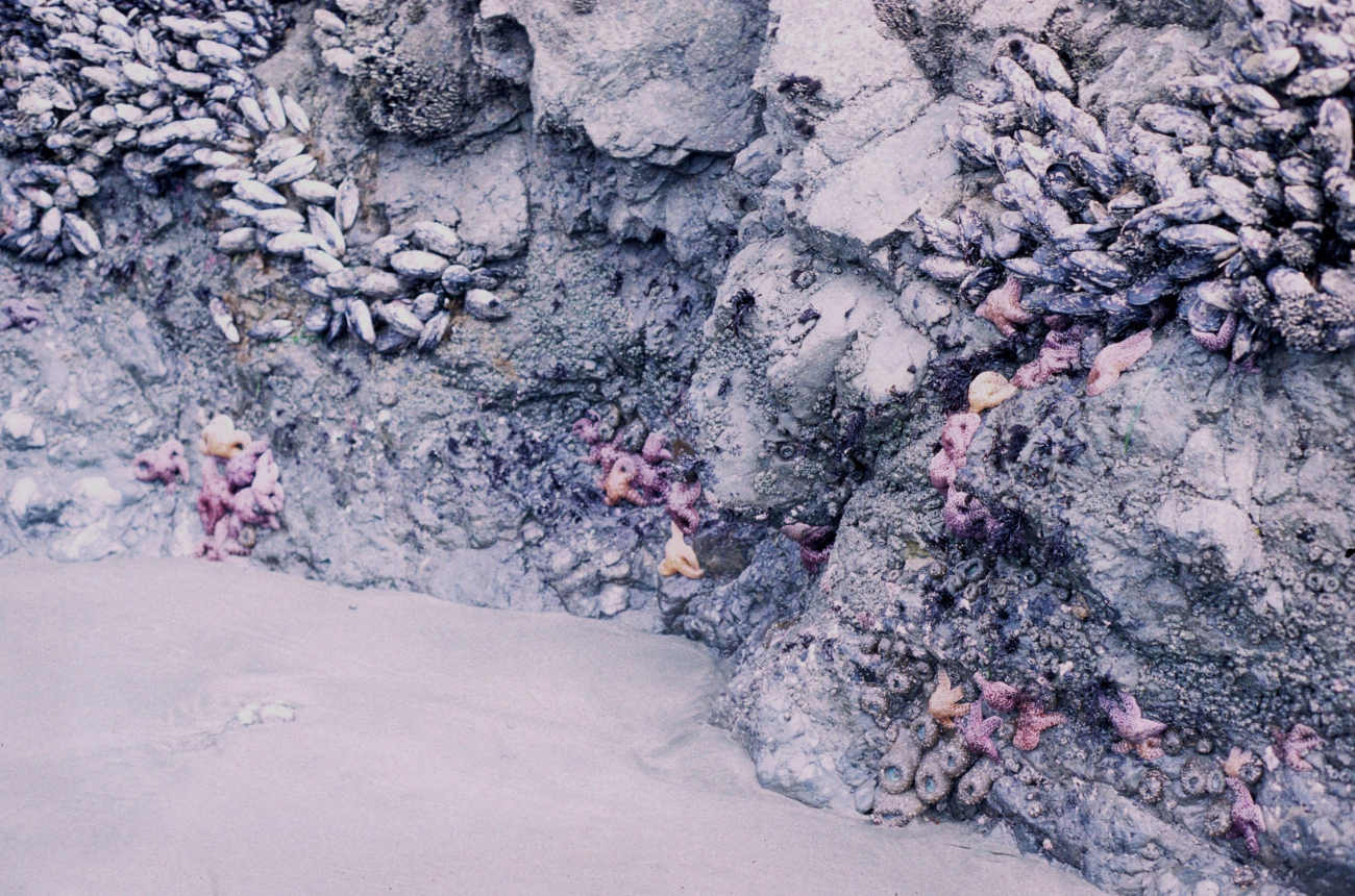 Doran Beach (Image credit: Beach Watch, NOAA, Farallones Marine Sanctuary Association) Doran Beach