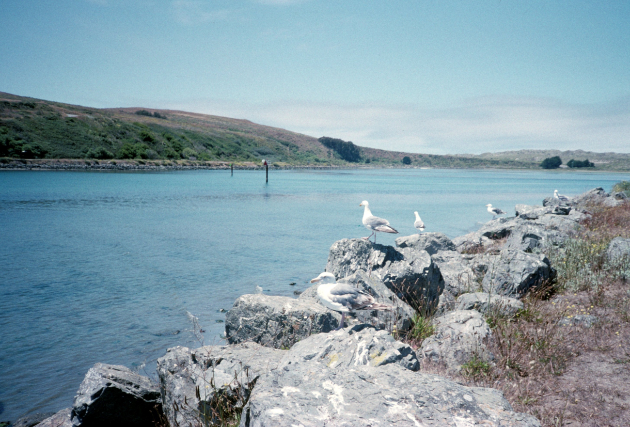 Doran Beach (Image credit: Beach Watch, NOAA, Farallones Marine Sanctuary Association) Doran Beach