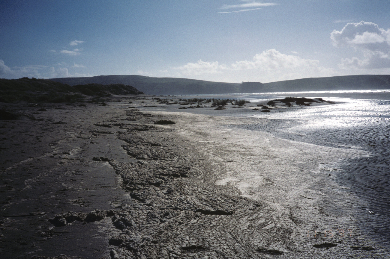 Dillon Beach (Image credit: Beach Watch, NOAA, Farallones Marine Sanctuary Association) Dillon Beach