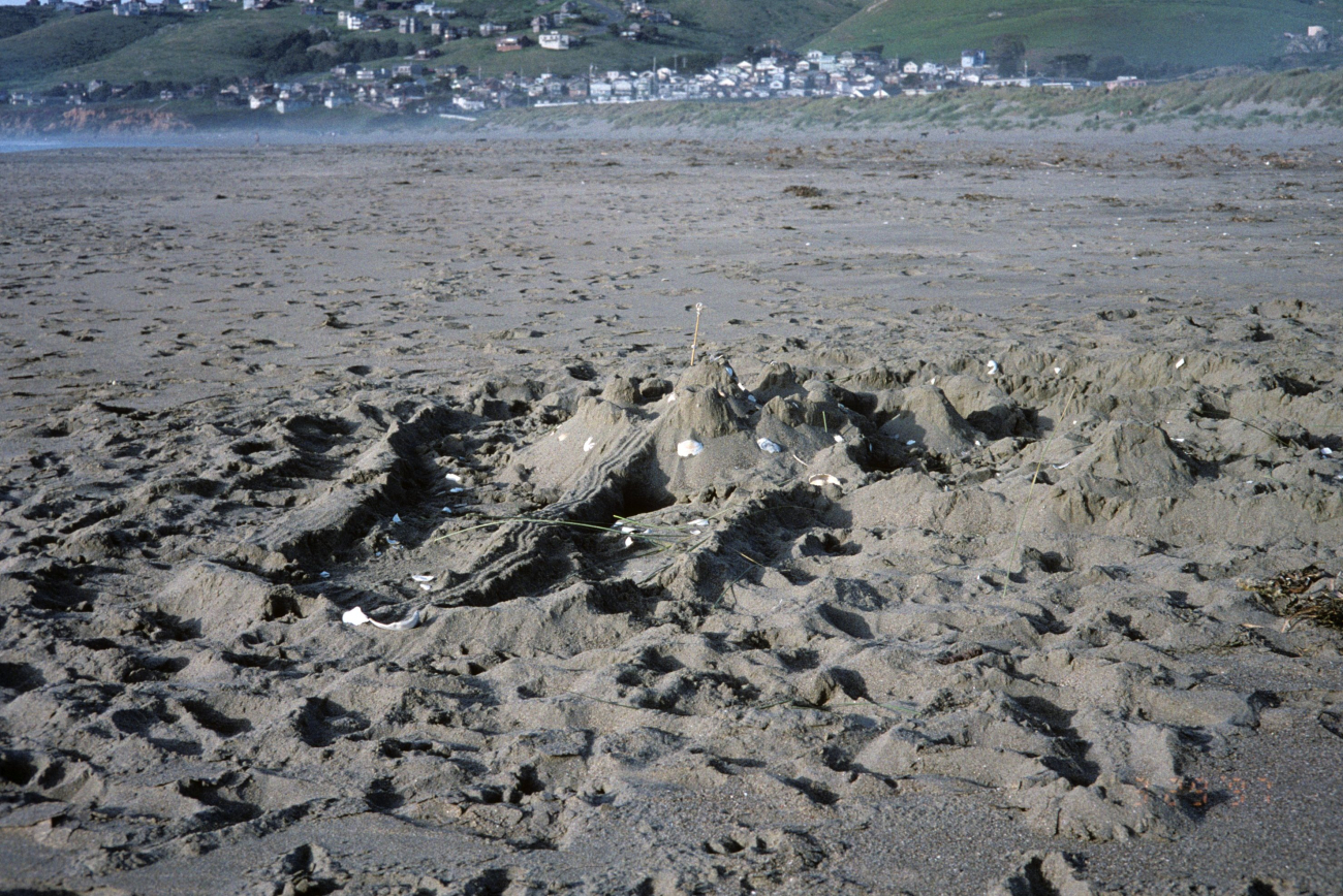 Dillon Beach (Image credit: Beach Watch, NOAA, Farallones Marine Sanctuary Association) Dillon Beach