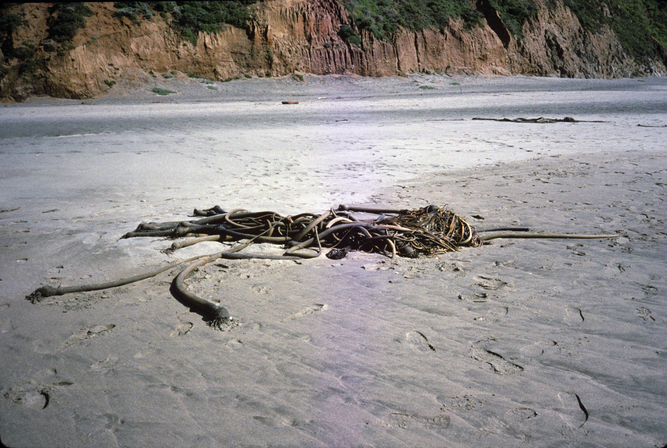 Bull kelp torn from its moorings on Kehoe Beach (Image credit: Beach Watch, NOAA, Farallones Marine Sanctuary Association) Bull kelp torn from its moorings on Kehoe Beach