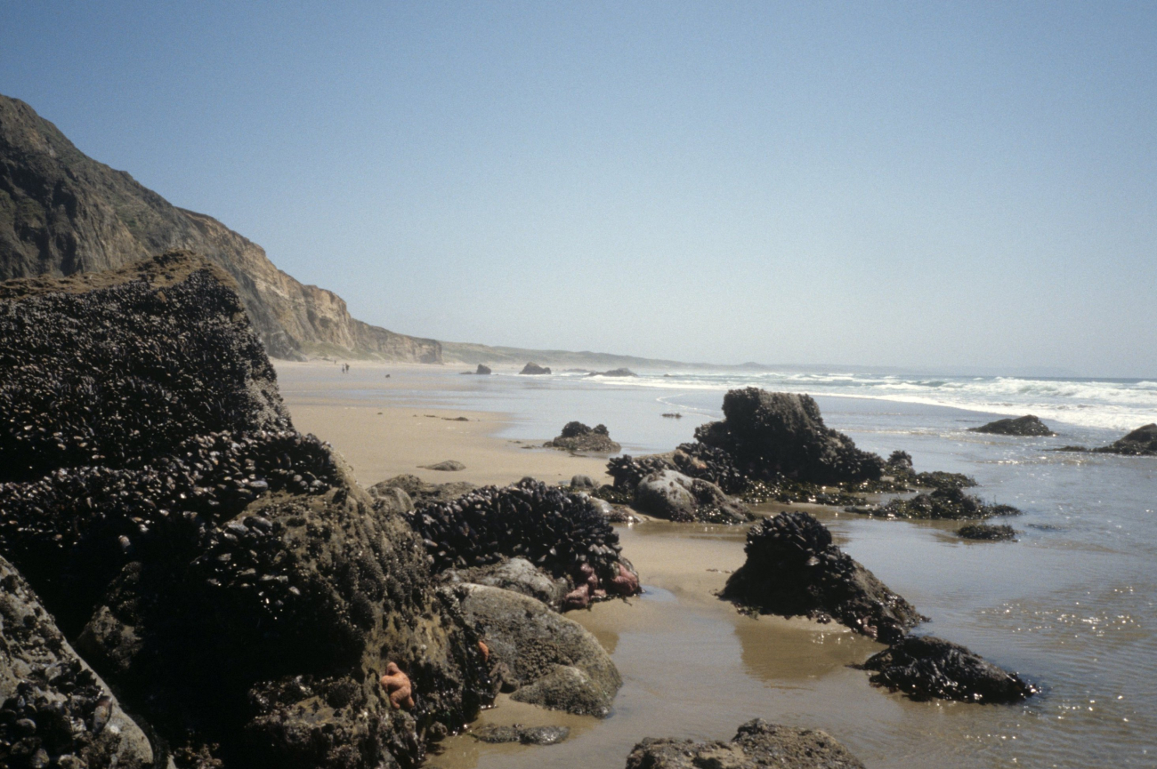 Kehoe Beach (Image credit: Beach Watch, NOAA, Farallones Marine Sanctuary Association) Kehoe Beach
