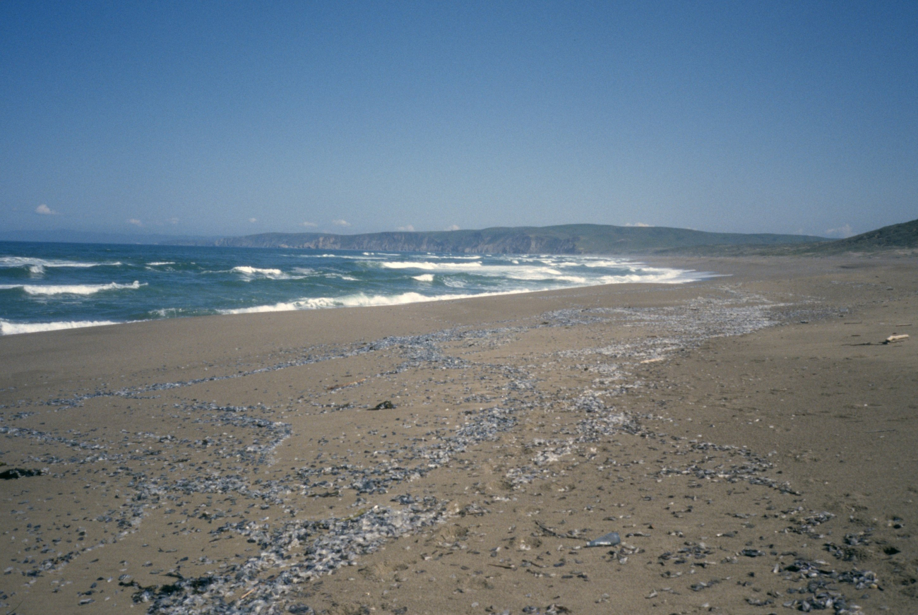 Point Reyes Great Beach (Image credit: Beach Watch, NOAA, Farallones Marine Sanctuary Association) Point Reyes Great Beach