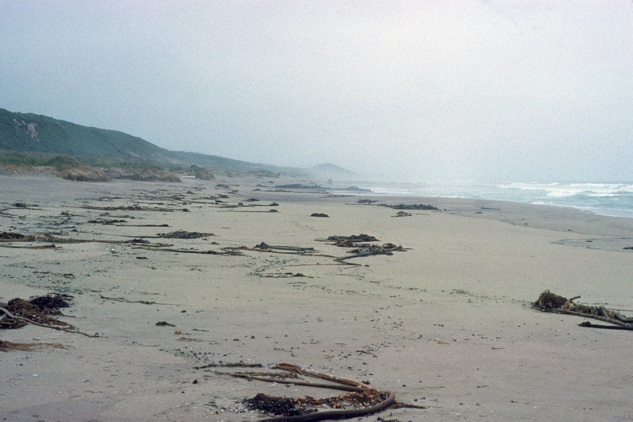 Point Reyes Great Beach (Image credit: Beach Watch, NOAA, Farallones Marine Sanctuary Association) Point Reyes Great Beach