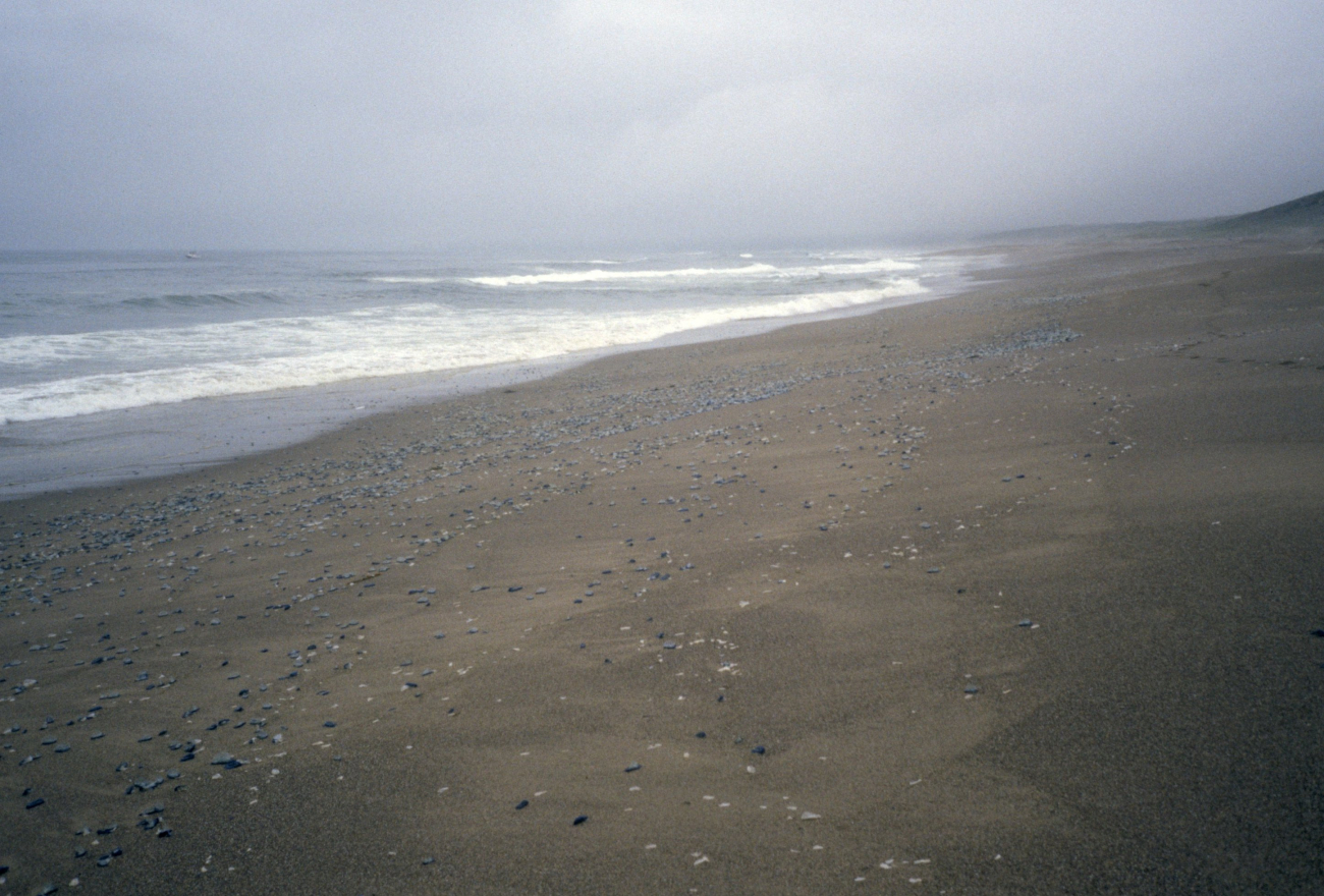 Point Reyes Great Beach (Image credit: Beach Watch, NOAA, Farallones Marine Sanctuary Association) Point Reyes Great Beach