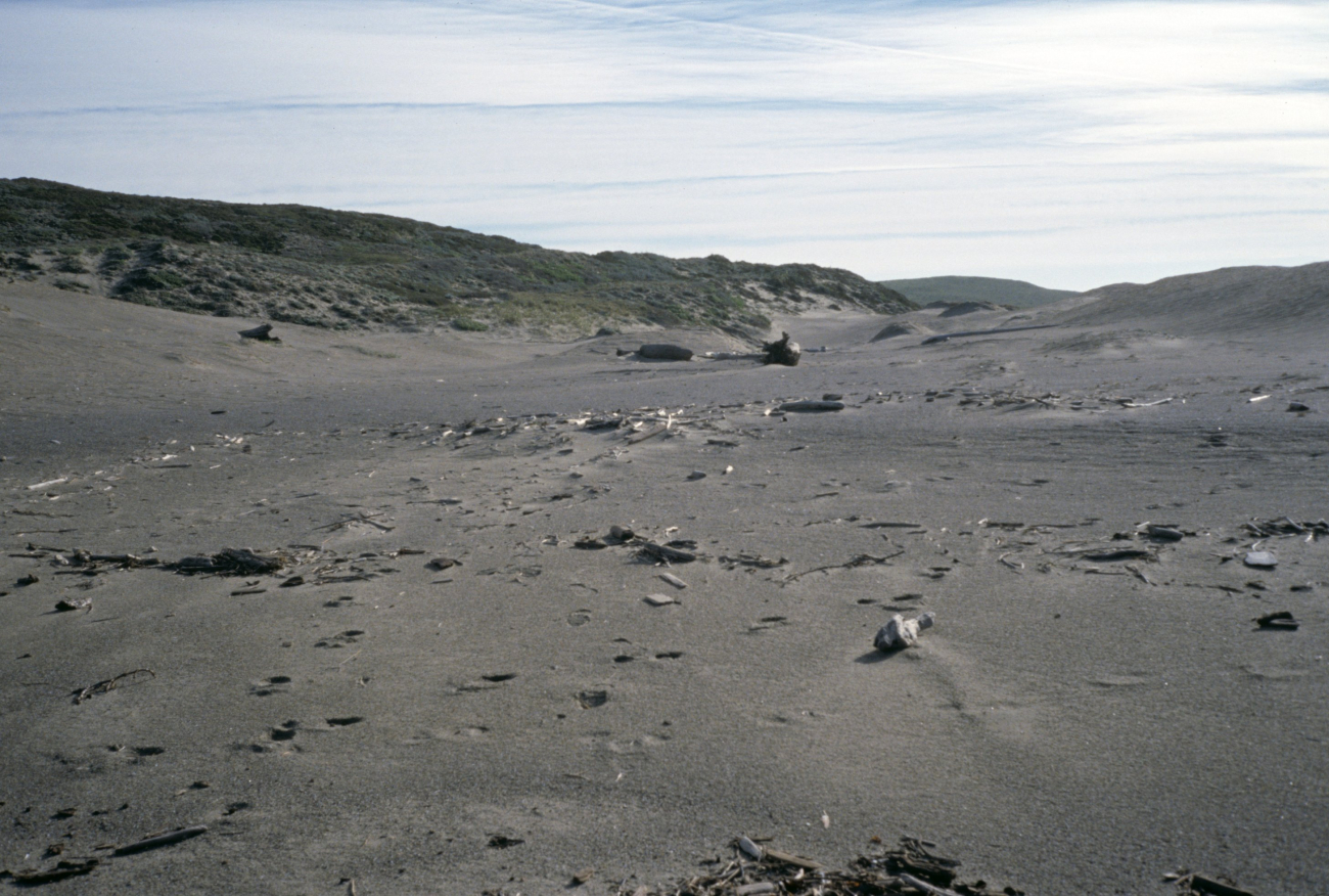 Point Reyes Great Beach (Image credit: Beach Watch, NOAA, Farallones Marine Sanctuary Association) Point Reyes Great Beach