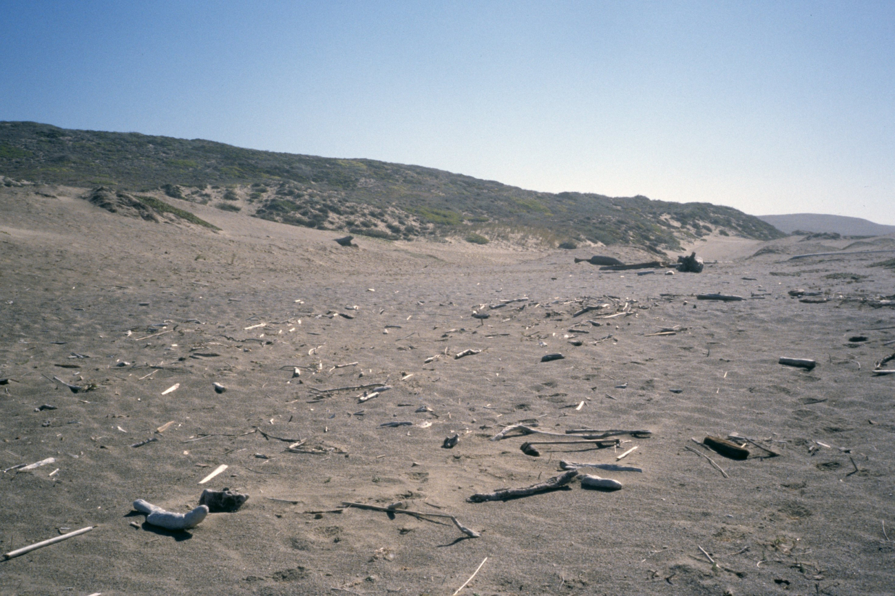 Point Reyes Great Beach (Image credit: Beach Watch, NOAA, Farallones Marine Sanctuary Association) Point Reyes Great Beach