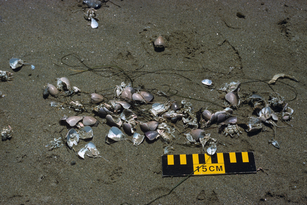 Point Reyes Great Beach (Image credit: Beach Watch, NOAA, Farallones Marine Sanctuary Association) Point Reyes Great Beach