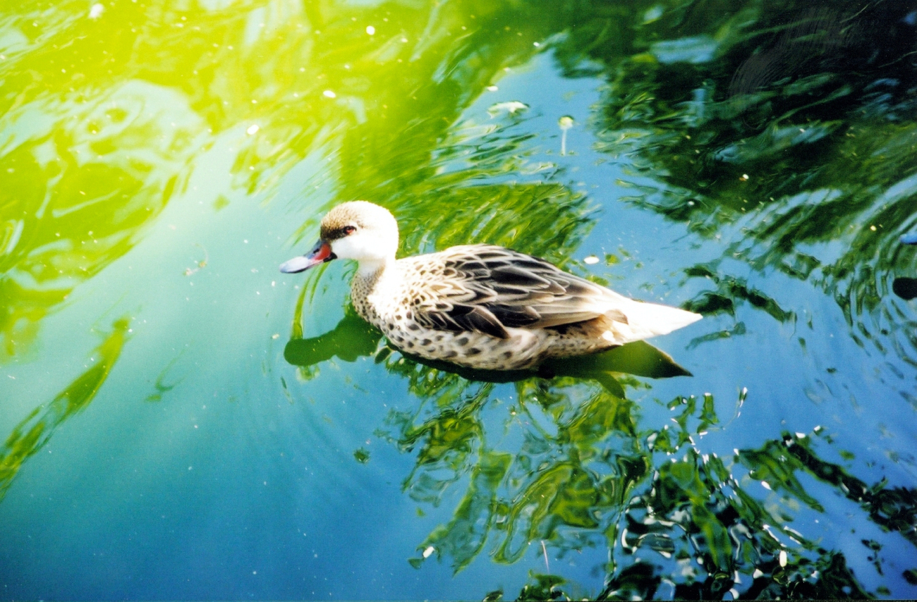 A tropical duck is seen along the Coral World Nature Trail (Image credit: Julia Brownlee) A tropical duck is seen along the Coral World Nature Trail
