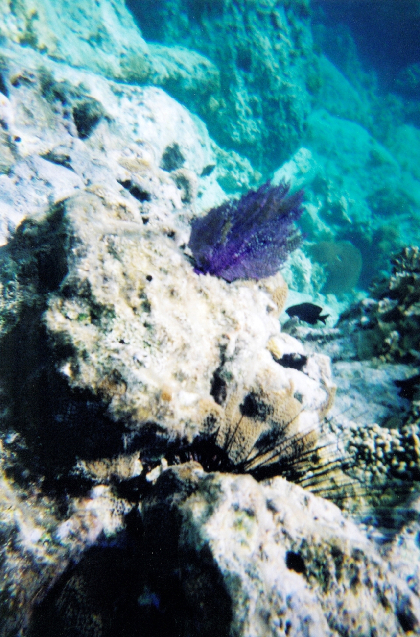 Snorkeling views (Image credit: Julia Brownlee) Snorkeling views