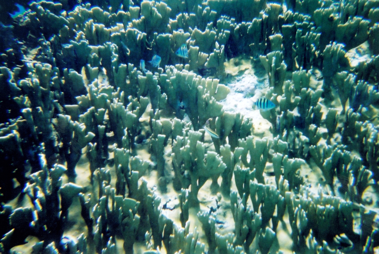 Snorkeling views (Image credit: Julia Brownlee) Snorkeling views