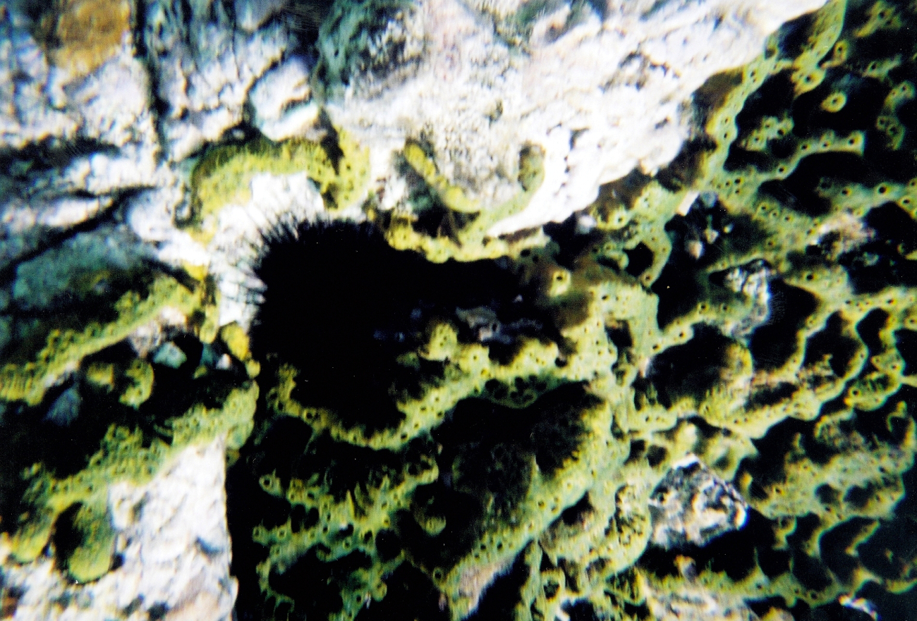 Snorkeling views (Image credit: Julia Brownlee) Snorkeling views