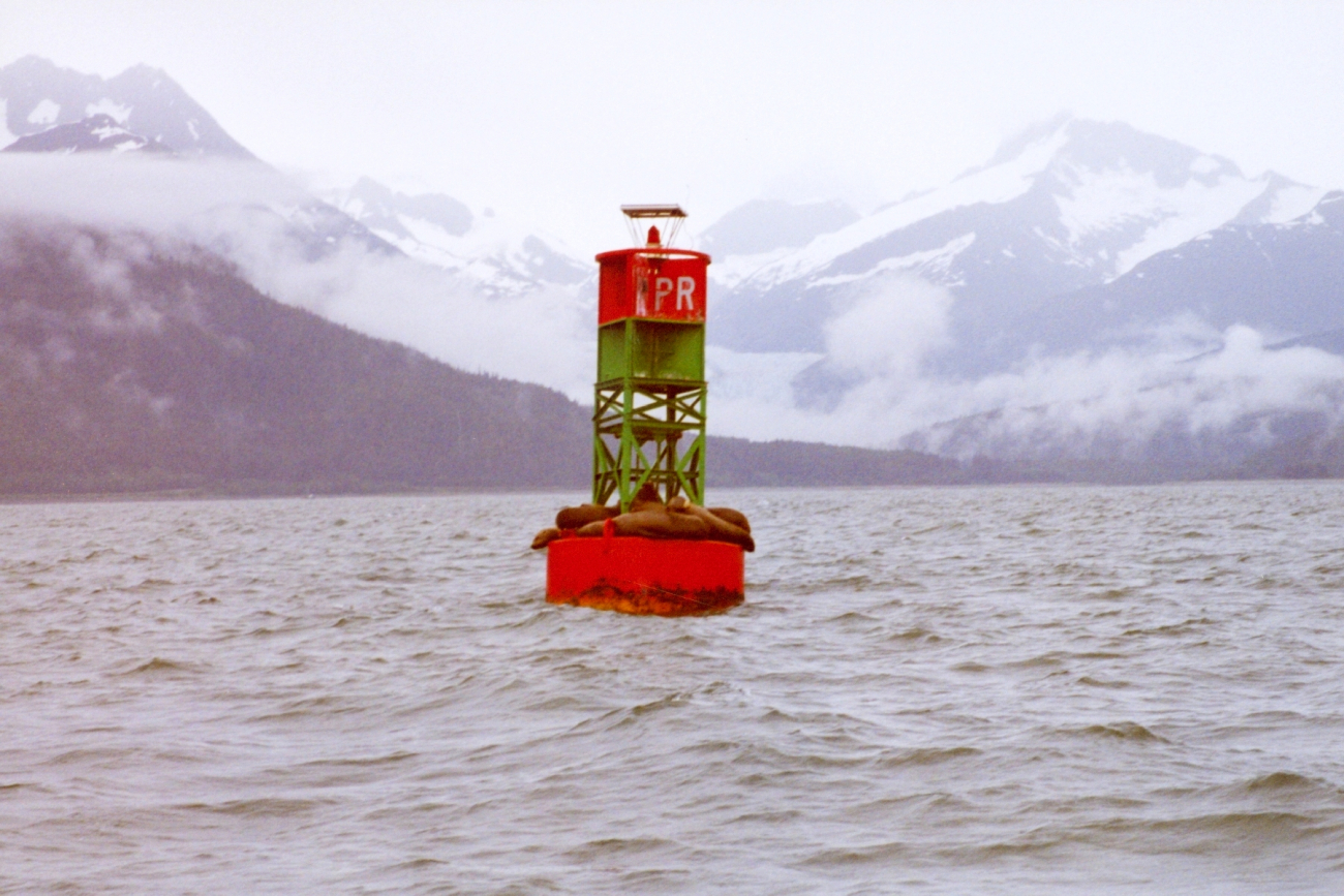Sea lions find a resting place on a buoy in the labyrinth of Southeast Alaskawaterways (Image credit: Julia Brownlee) Sea lions find a resting place on a buoy in the labyrinth of Southeast Alaskawaterways
