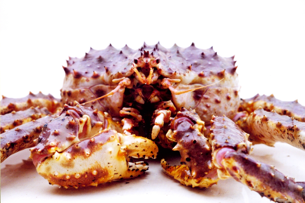 Alaska King Crab (Image credit: Julia Brownlee) Alaska King Crab
