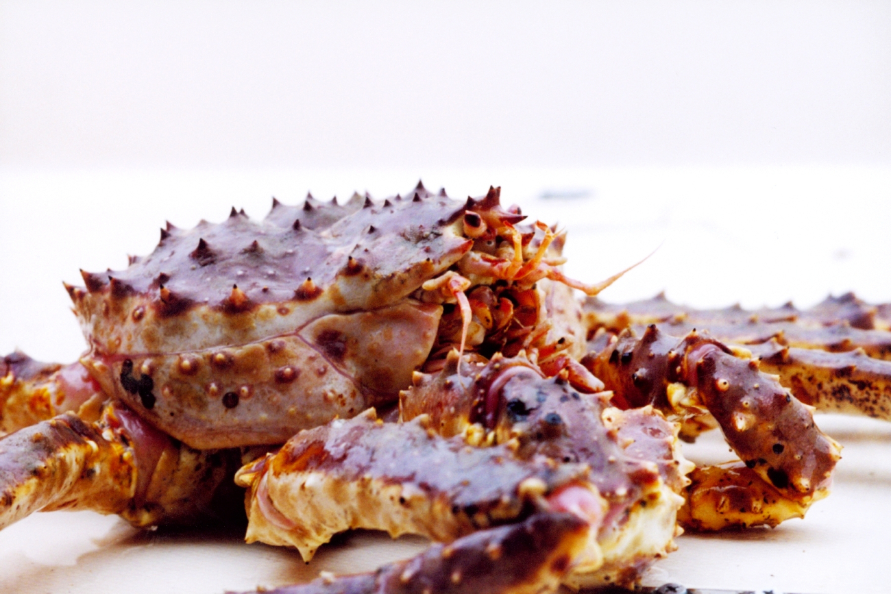 Alaska King Crab (Image credit: Julia Brownlee) Alaska King Crab