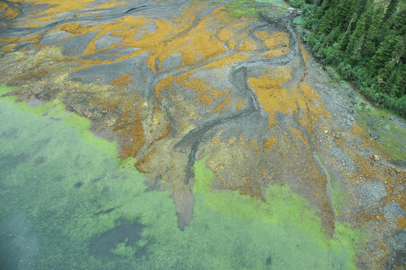 Aerial photograph (Image credit: Alaska ShoreZone Program NOAA/NMFS/AKFSC; Courtesy of Mandy Lindeberg, NOAA/NMFS/AKFSC) Aerial photograph