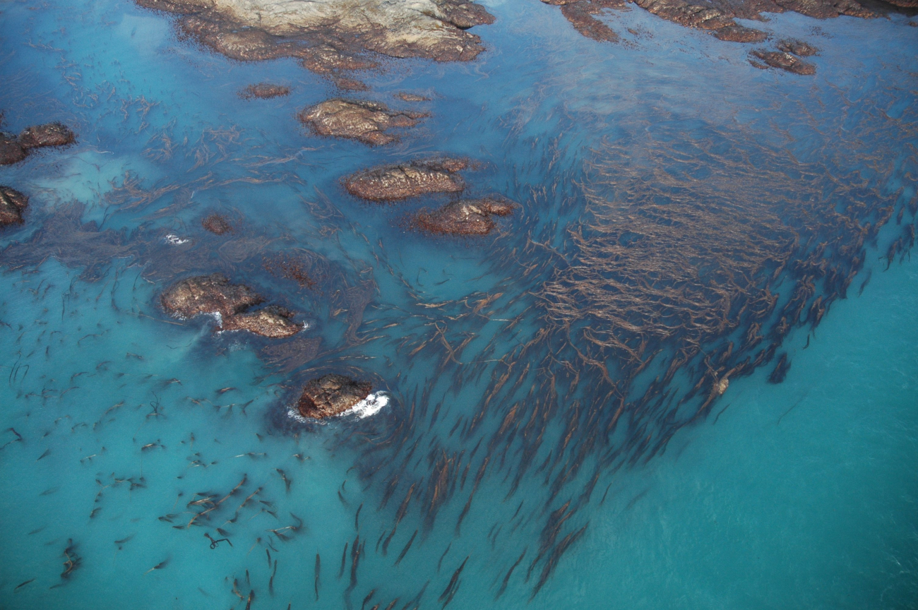 Aerial photograph (Image credit: Alaska ShoreZone Program NOAA/NMFS/AKFSC; Courtesy of Mandy Lindeberg, NOAA/NMFS/AKFSC) Aerial photograph