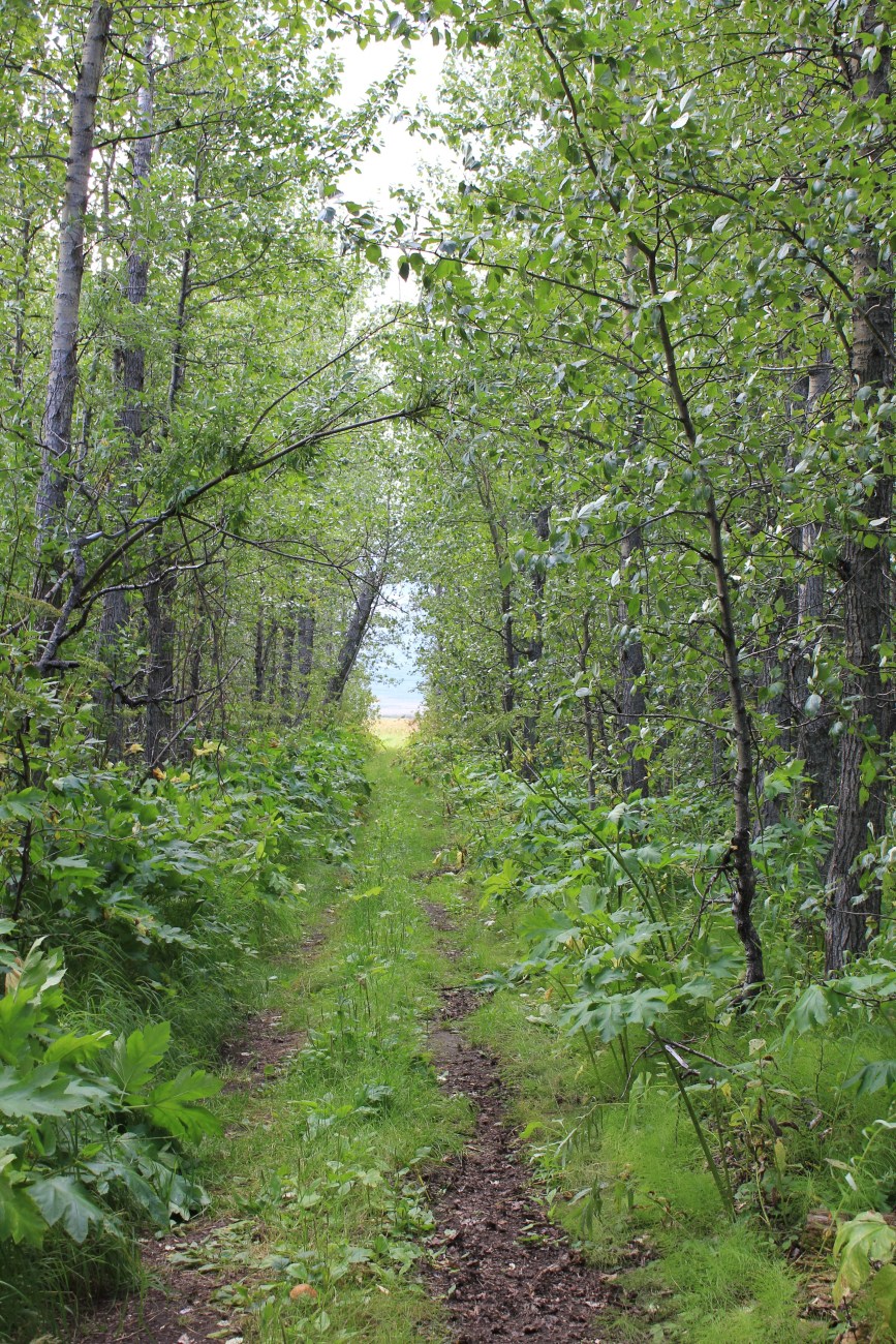 Believed to be the largest trees on the Seward Peninsula at Pilgrim Hot Springs (Image credit: Dr. John Cloud) Believed to be the largest trees on the Seward Peninsula at Pilgrim Hot Springs