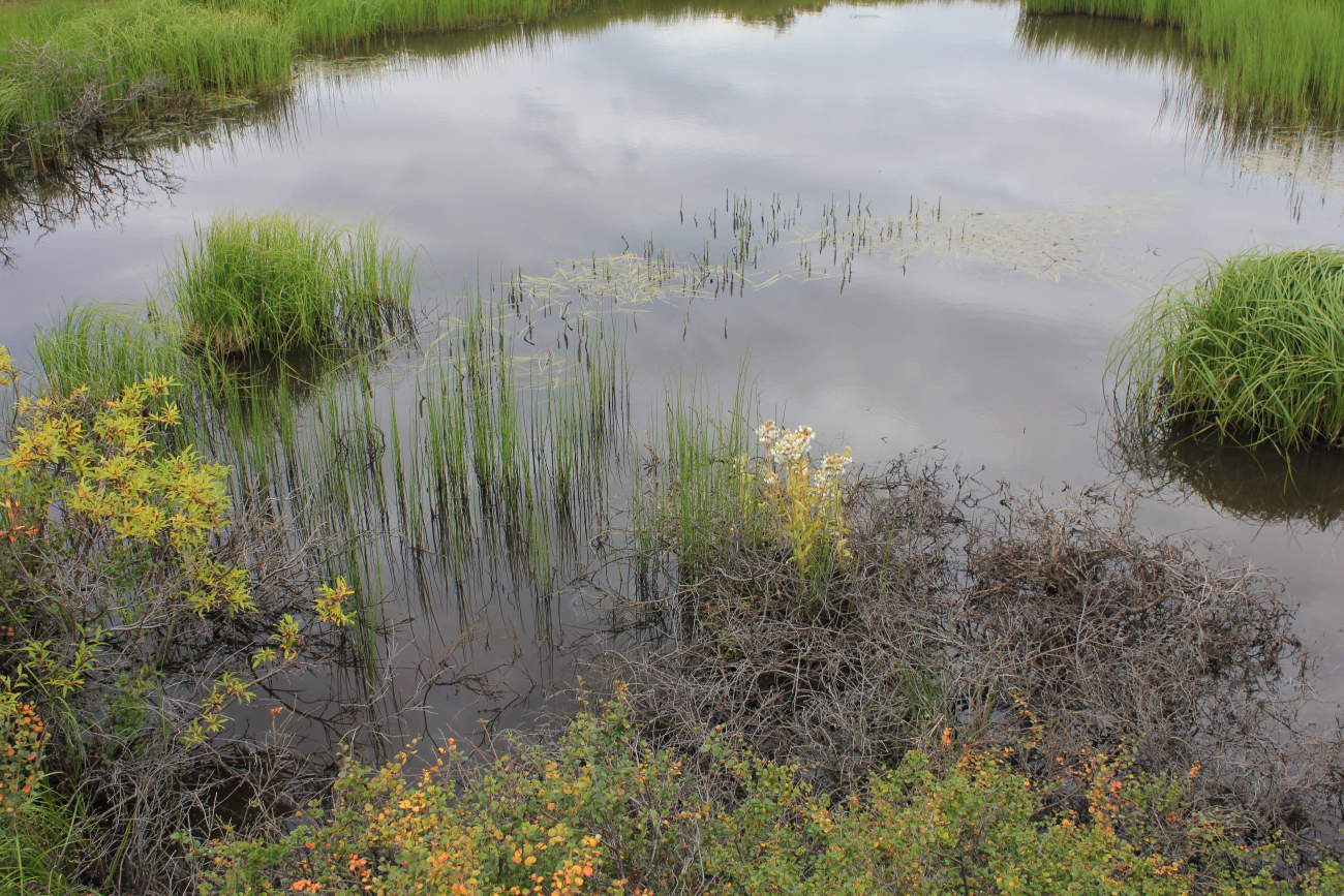 A thermo-karst melt pond adjacent to the road which accelerated the melting ofpermafrost (Image credit: Dr. John Cloud) A thermo-karst melt pond adjacent to the road which accelerated the melting ofpermafrost