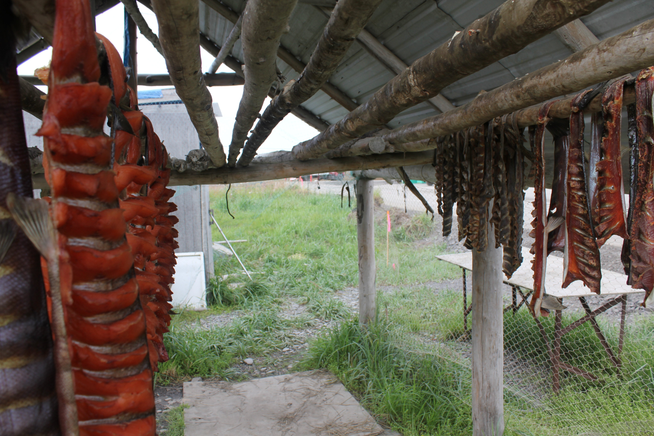 Drying coho salmon on racks (Image credit: Dr. John Cloud) Drying coho salmon on racks