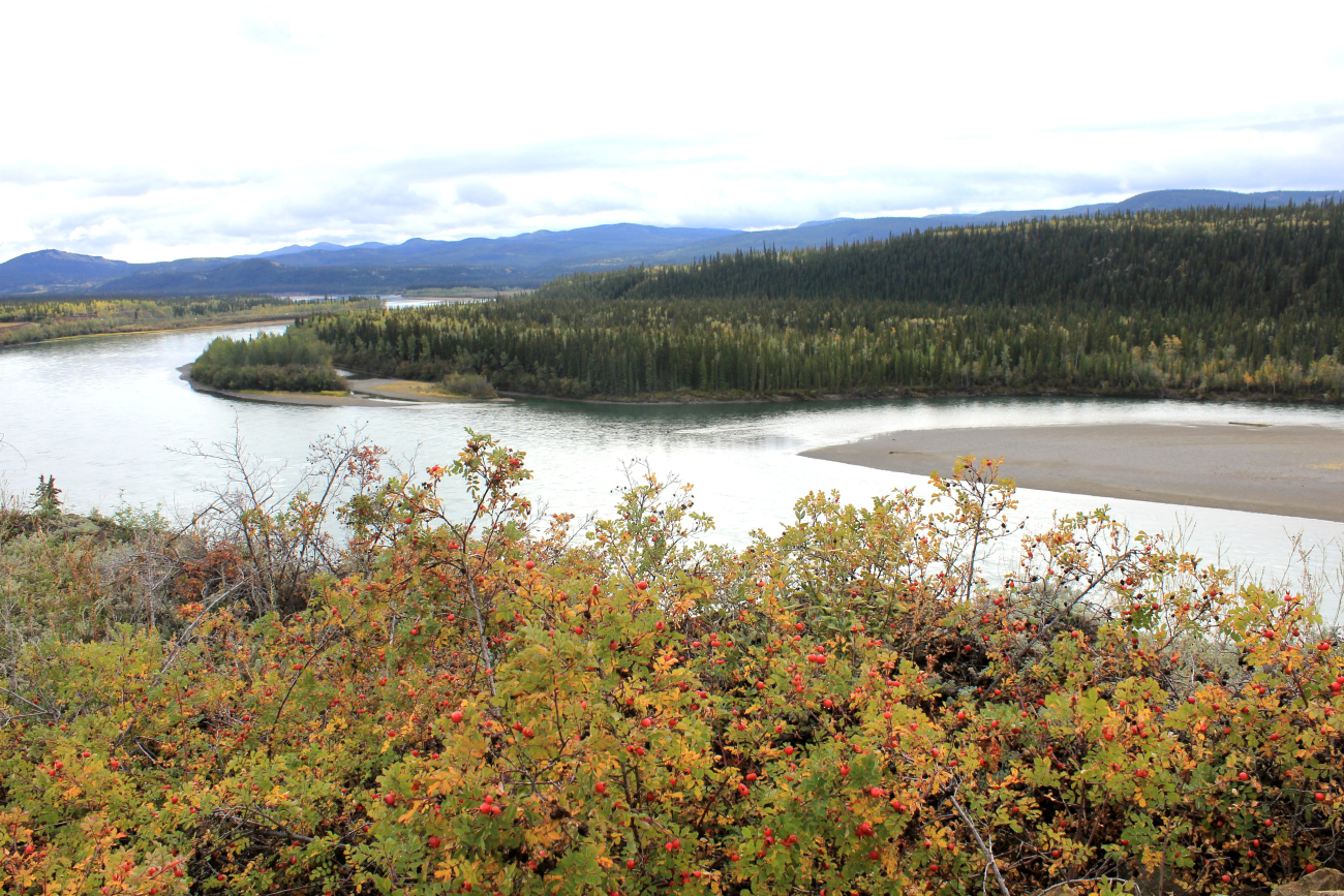 A stand of rosehips, a major source of vitamin C, along the Peel River (Image credit: Dr. John Cloud) A stand of rosehips, a major source of vitamin C, along the Peel River