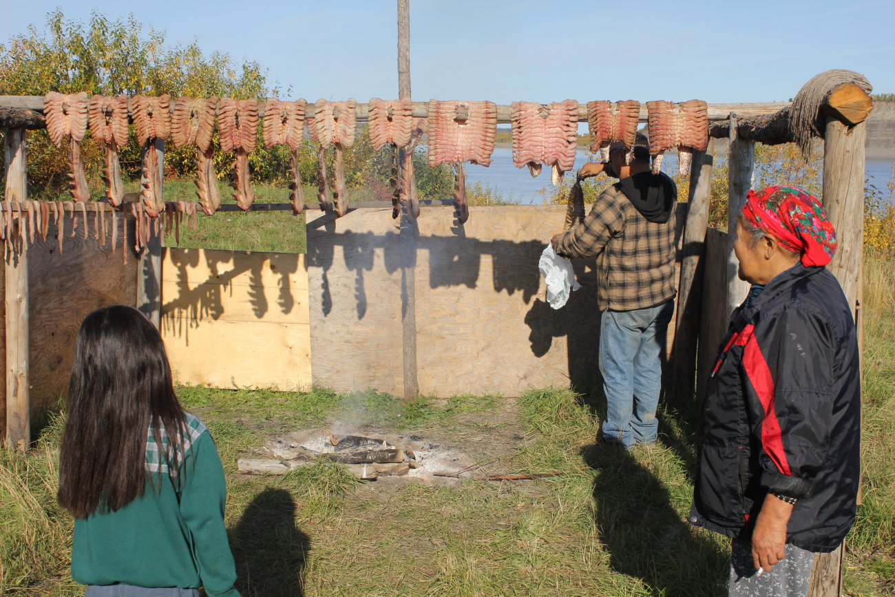 Curing whitefish - this process produces dryfish, a hardly smoked dried fish (Image credit: Dr. John Cloud) Curing whitefish - this process produces dryfish, a hardly smoked dried fish