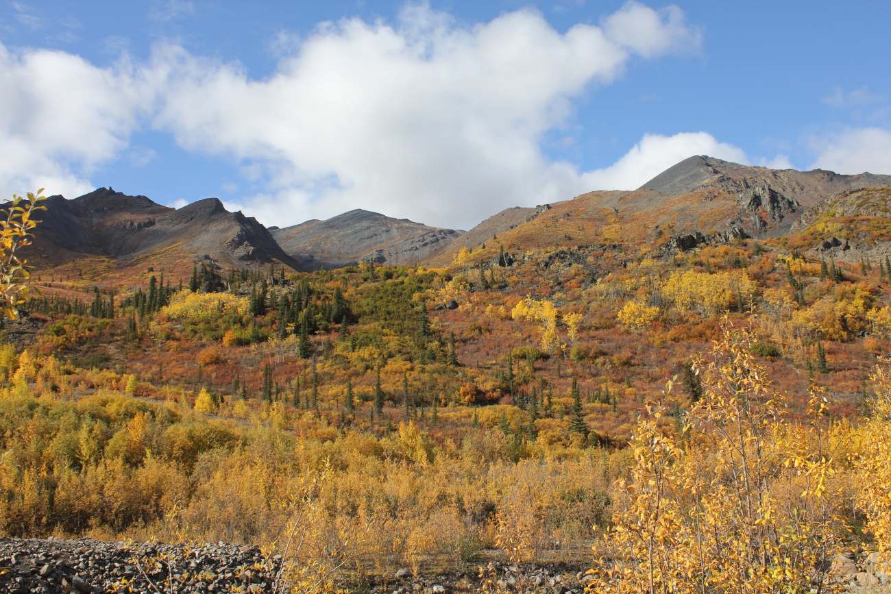 Willows, cottonwood, aspen and spruce in autumn along the Dempster Highwayin the Ogilvie Mountains (Image credit: Dr. John Cloud) Willows, cottonwood, aspen and spruce in autumn along the Dempster Highwayin the Ogilvie Mountains
